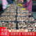 精品香菇大量上市中，常年稳定供应，品质好基地直供