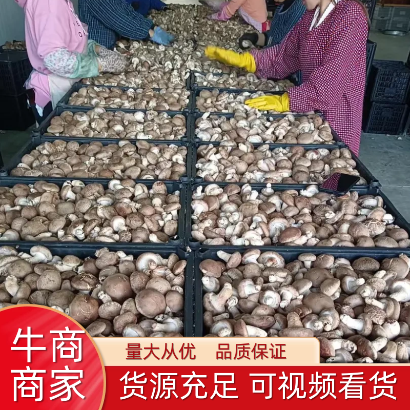 精品香菇大量上市中，常年稳定供应，品质好基地直供