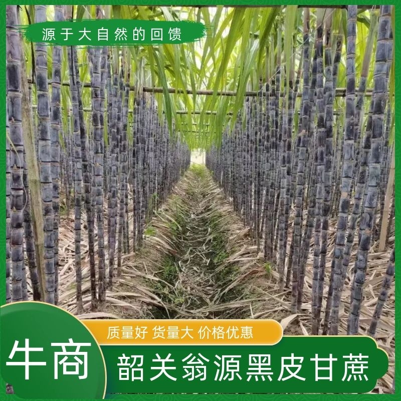 黑皮甘蔗，韶关翁源，现砍现发，基地货源，量大从优，欢迎～