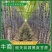 黑皮甘蔗，广东清远-韶关现砍现发，供应批发市场和电商平台