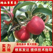 精品苹果苗，云南苹果苗，早熟红露苹果苗基地直发量大价优