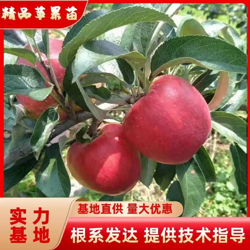 精品苹果苗，云南苹果苗，早熟红露苹果苗基地直发量大价优