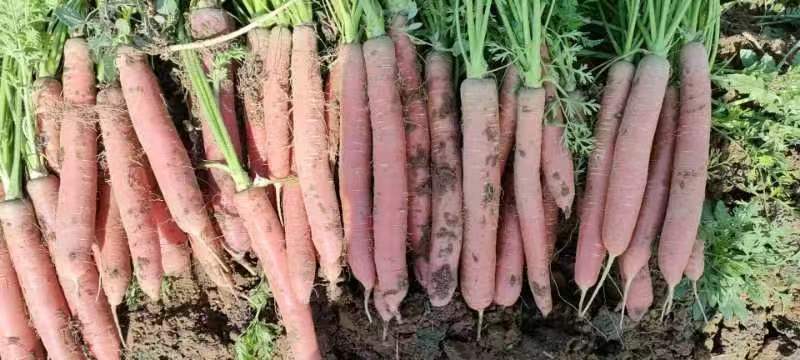大荔胡萝卜可以现场看货订货满意再装按需求分拣打包承接电商