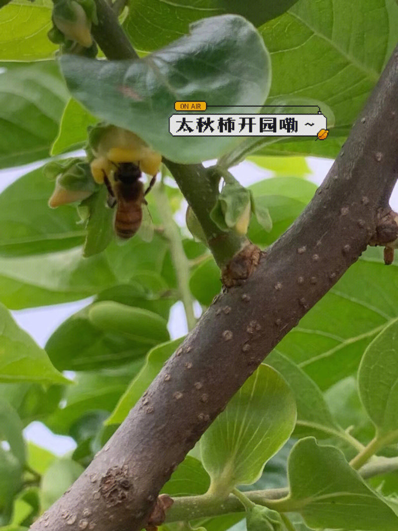 柿子苗大秋柿子苗鸟柿砧木大秋甜柿苗大秋脆柿苗