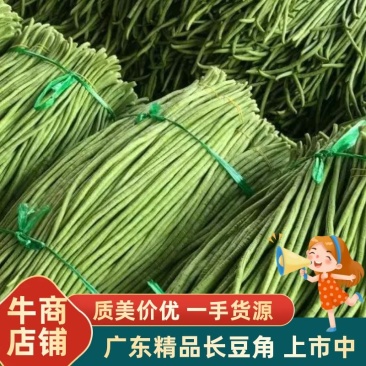 《广东精品豆角》大量上市品质保证一手货源欢迎联系