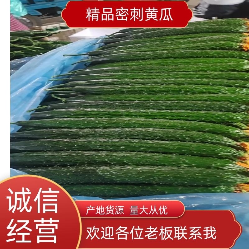 密刺黄瓜广东密刺黄瓜一手货源对接商超档口欢迎