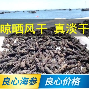 海参即食海参现捕量急速发货送礼**