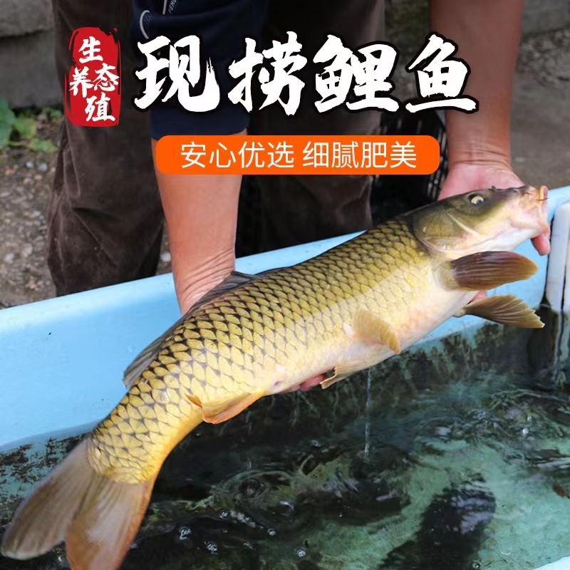 【精品推荐】大鲤鱼现杀现发基地一手货源供应饭店餐馆酒