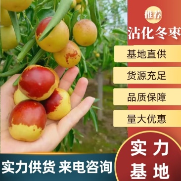 鲜枣山东沾化冬枣冬枣现摘先发，产地直发可供电商