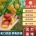 鲜枣山东沾化冬枣冬枣现摘先发，产地直发可供电商