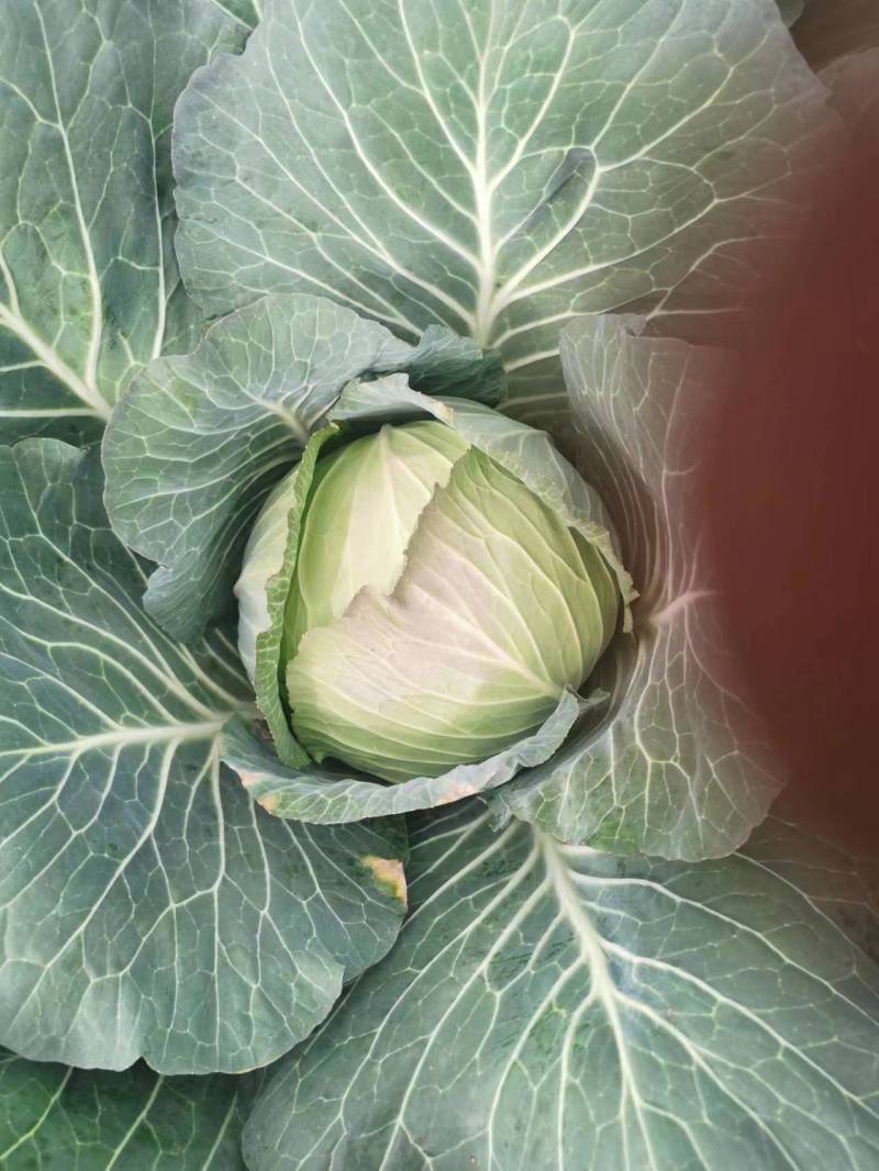 贵州铁头包菜甘蓝品质保证，欢迎客商来电咨询