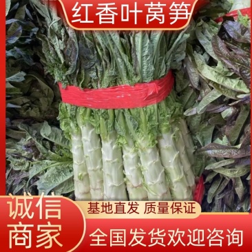 【产地直供】莴苣，莴笋，红叶莴苣，随时看货，随到随装