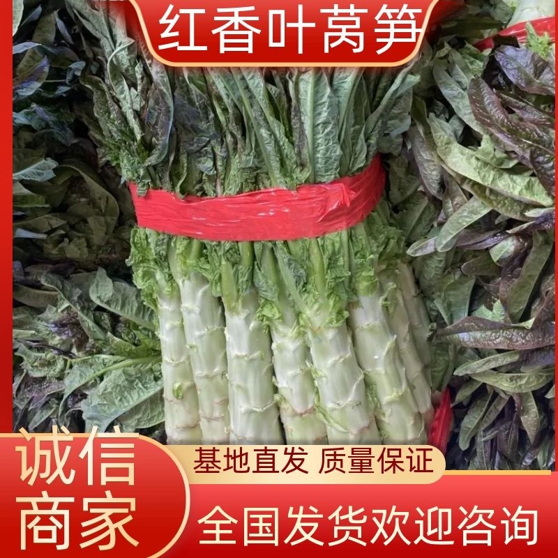 【产地直供】莴苣，莴笋，红叶莴苣，随时看货，随到随装