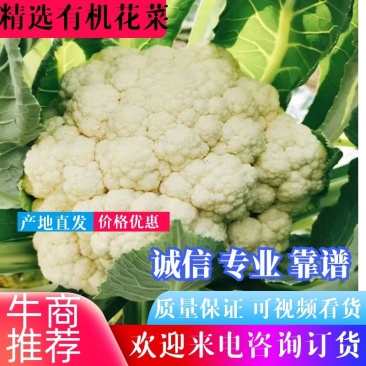 :【产地直供】有机花菜，青梗白面小米粒，对接加工厂