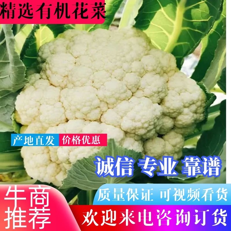 :【产地直供】有机花菜，青梗白面小米粒，对接加工厂