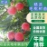 红美脆桃树苗，油桃苗早4号，等各种桃苗，抗冻桃苗。