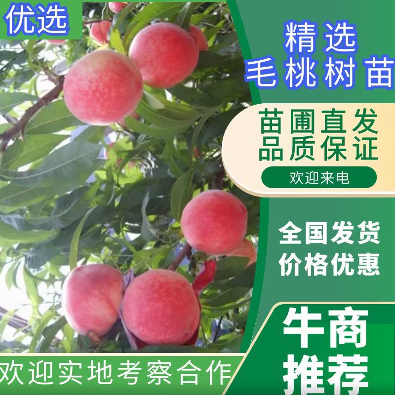 红美脆桃树苗，油桃苗早4号，等各种桃苗，抗冻桃苗。
