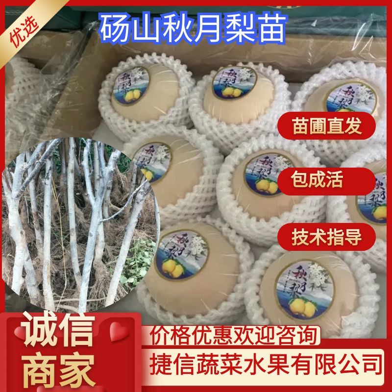 【视频起苗】秋月梨苗，皇冠，等各种梨苗视频起苗现挖现发