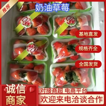江苏邳州奶油草莓上市对接商超电商一件代发