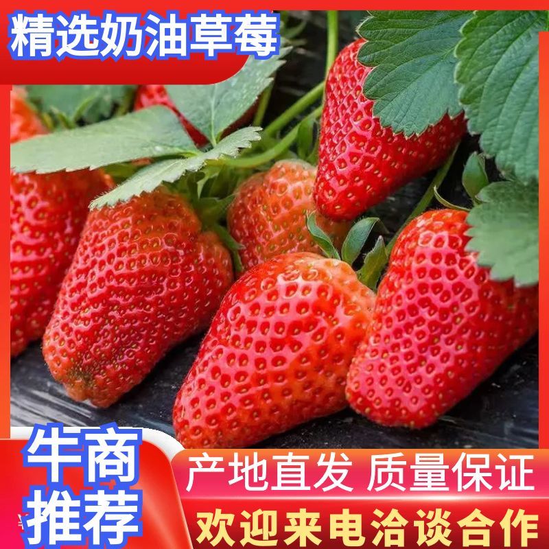 奶油草莓江苏草莓品质保证支持视频看货货量充足