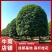 成都高杆桂花桂花树、桂花欢迎咨询实地考察采购