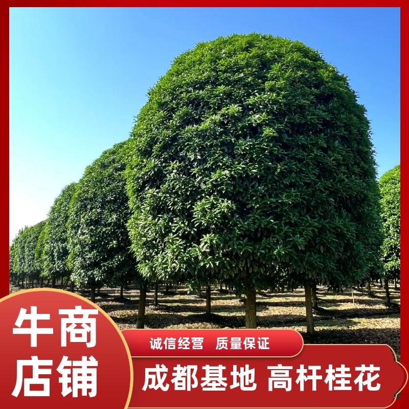成都高杆桂花桂花树、桂花欢迎咨询实地考察采购