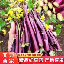 【菜苔】红菜苔产地直发供应市场电商商超全国发货