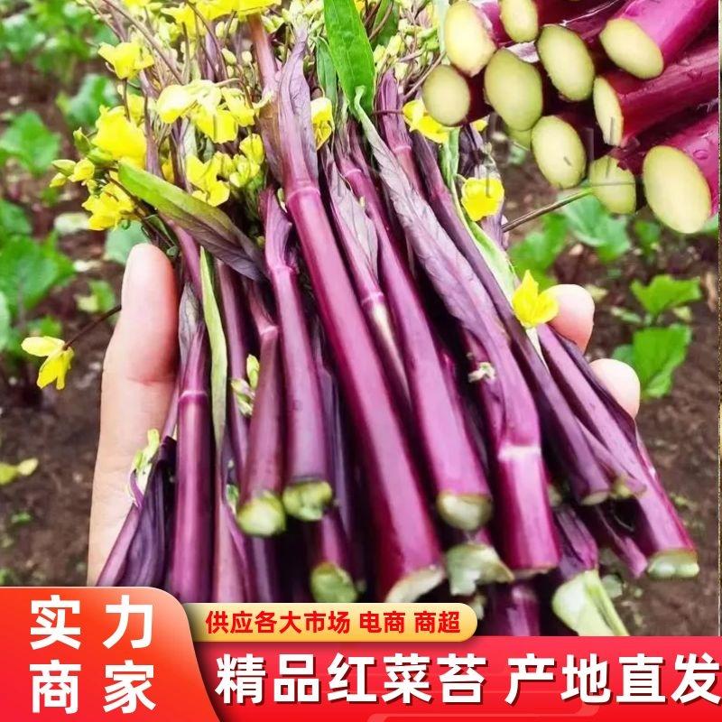 【菜苔】红菜苔产地直发供应市场电商商超全国发货