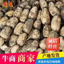 【牛商商家】精品优质莲藕，鄂莲6号产地发货，量大从优