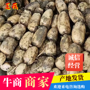 【牛商商家】精品优质莲藕，鄂莲6号产地发货，量大从优