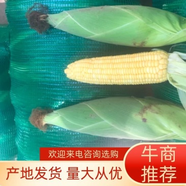 太阳花甜玉米，万糯玉米长期供应诚信报价产地直发