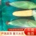 太阳花甜玉米，万糯玉米长期供应诚信报价产地直发