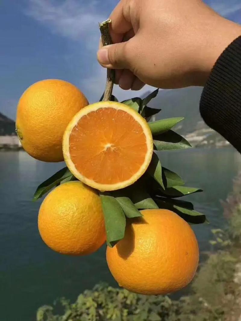麻阳高山冰糖橙，专业代办直接对接农户，电商批发转供
