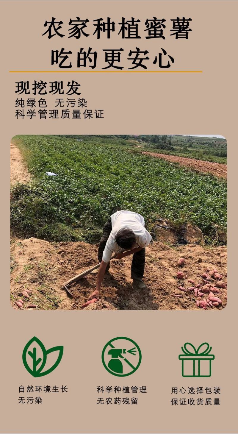 正宗烟薯25，紫薯，板栗薯一件代发糖心流油