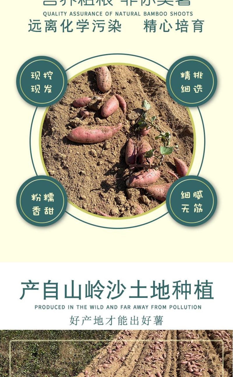 板栗薯农家自种板栗薯新鲜红薯一件代发济薯26烟薯