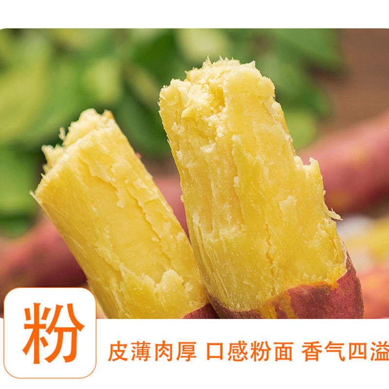 板栗薯农家自种板栗薯新鲜红薯一件代发济薯26烟薯