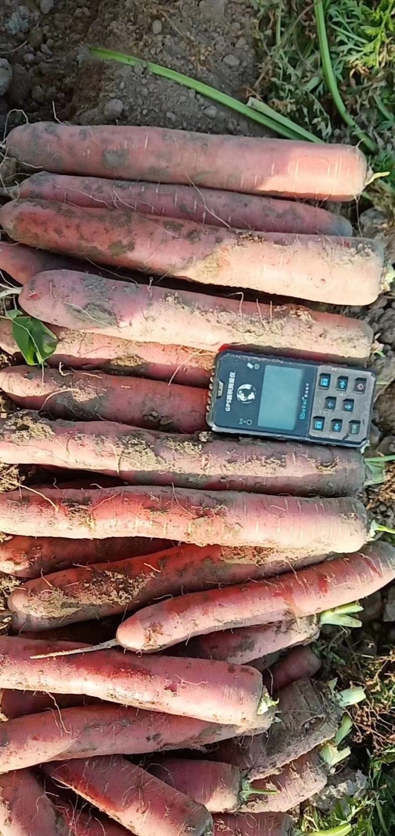 大荔胡萝卜可以现场看货订货满意再装按需求分拣打包承接电商