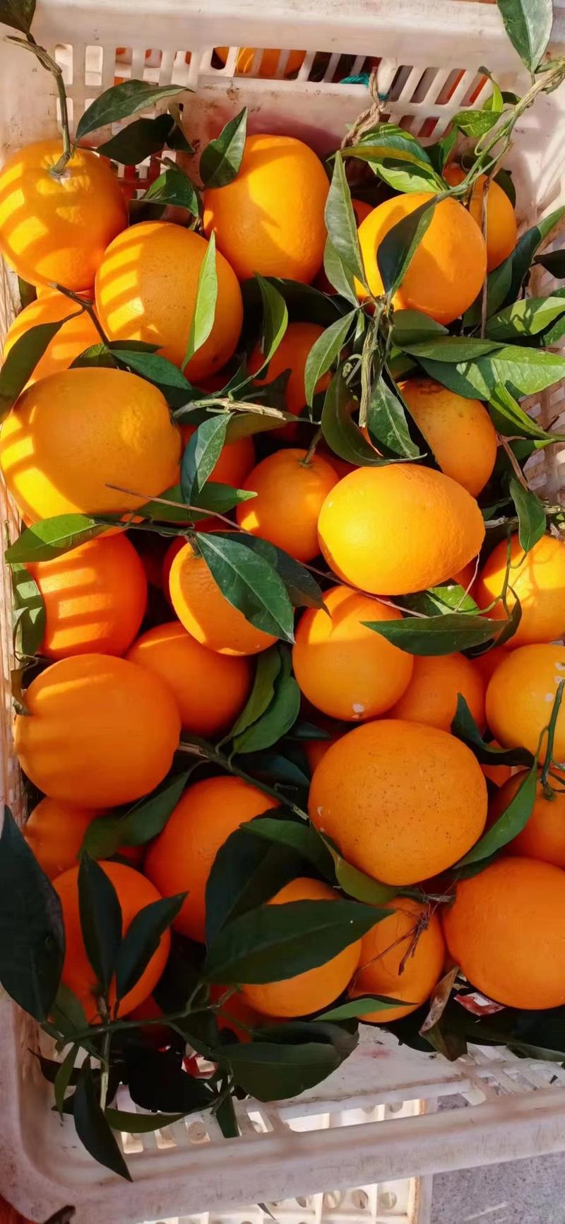 【精选】秭归脐橙货源充足价格优惠橙子品种齐全欢迎选购