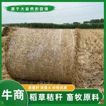 干稻草精品水稻秸秆牛羊饲料一手货源，打捆装车，电联