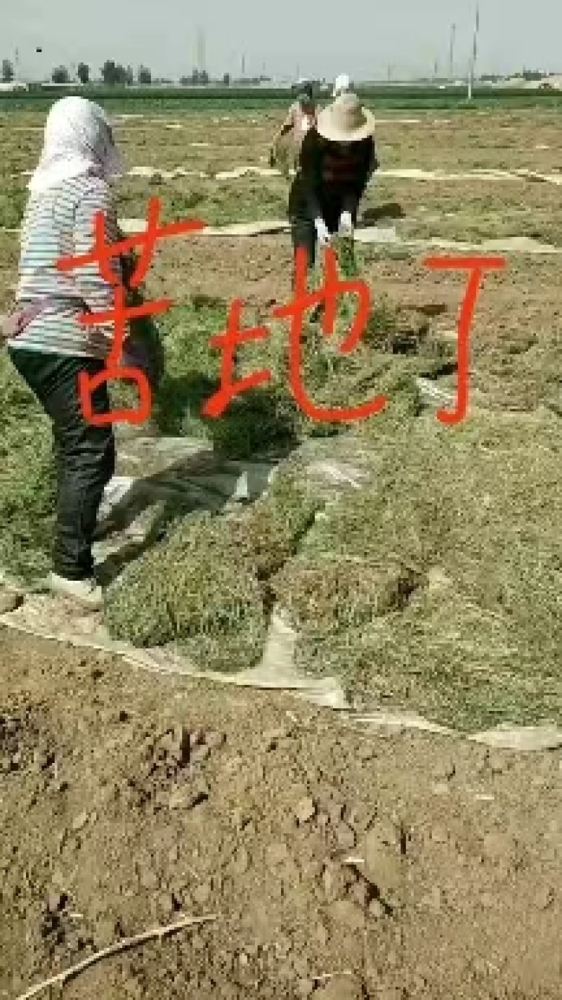 中药材苦地丁，一手货源，颜色绿，无杂质的纯干货。