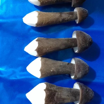 基地批发优质鲜货黑皮鸡枞菌子量大从优欢迎前来咨询采购