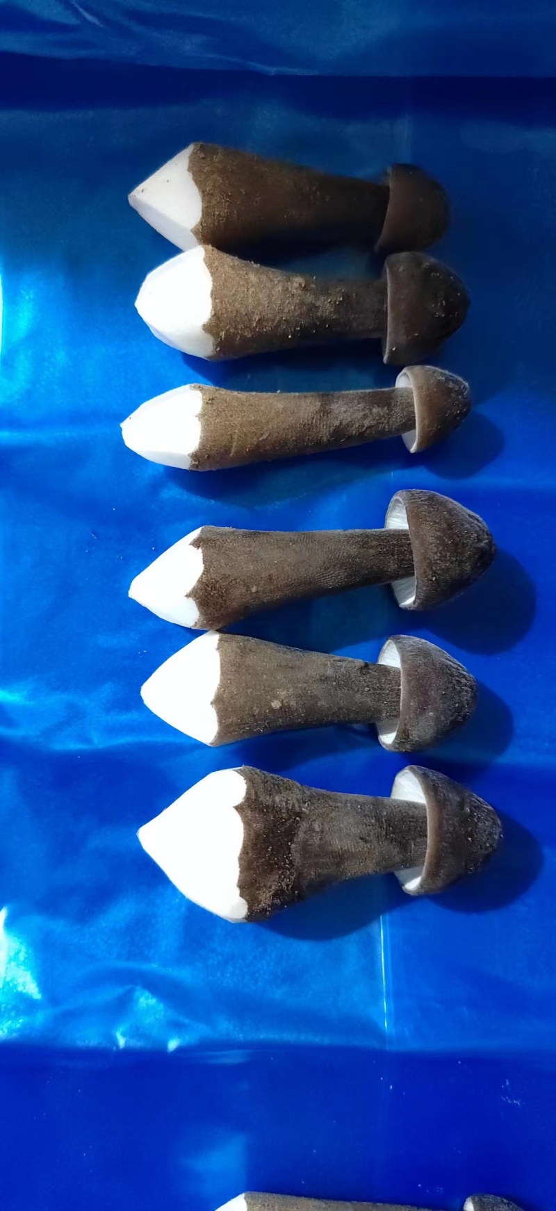 基地批发优质鲜货黑皮鸡枞菌子量大从优欢迎前来咨询采购