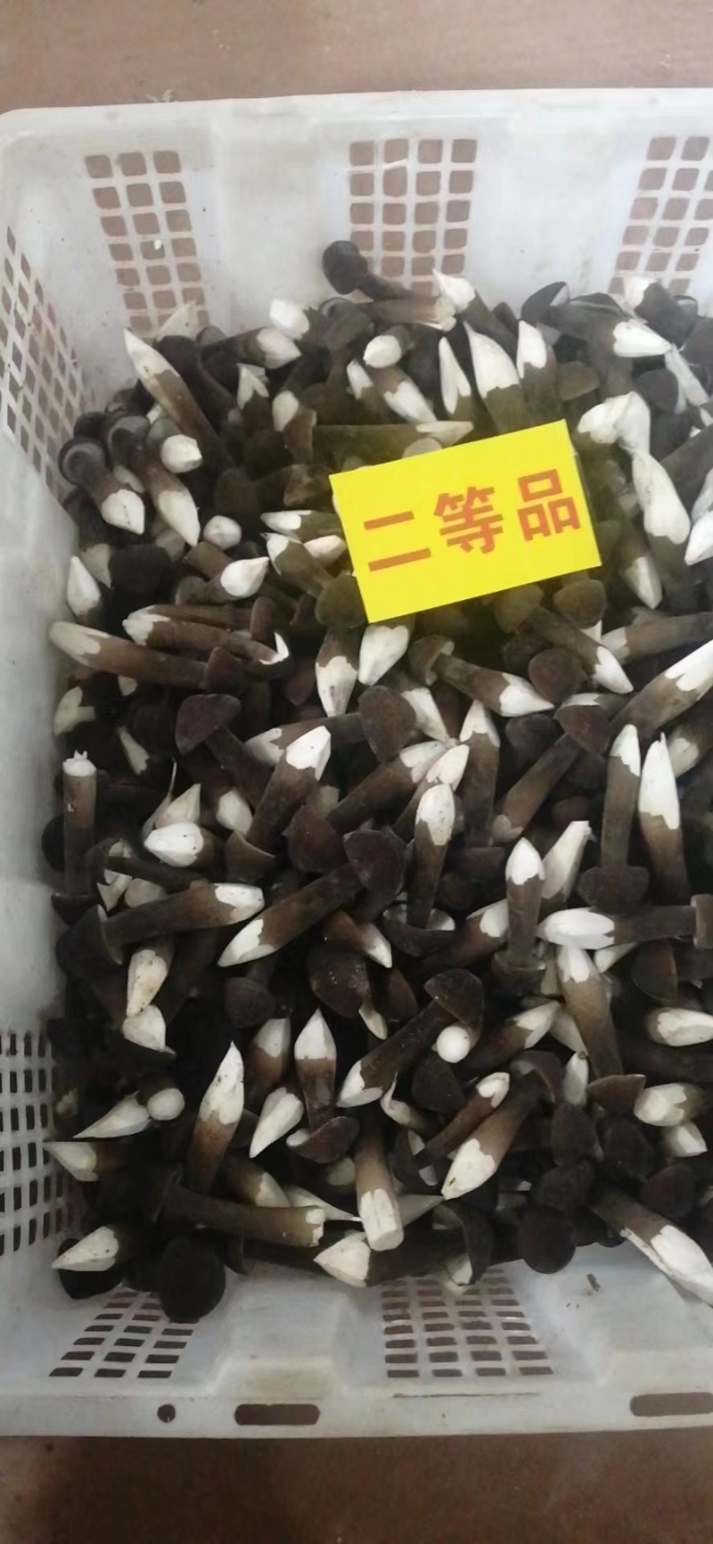 基地批发优质鲜货黑皮鸡枞菌子量大从优欢迎前来咨询采购