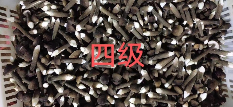 基地批发优质鲜货黑皮鸡枞菌子量大从优欢迎前来咨询采购