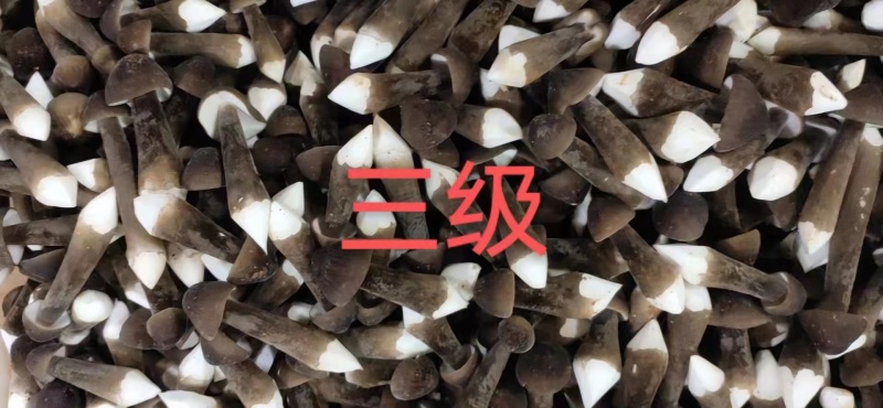 基地批发优质鲜货黑皮鸡枞菌子量大从优欢迎前来咨询采购