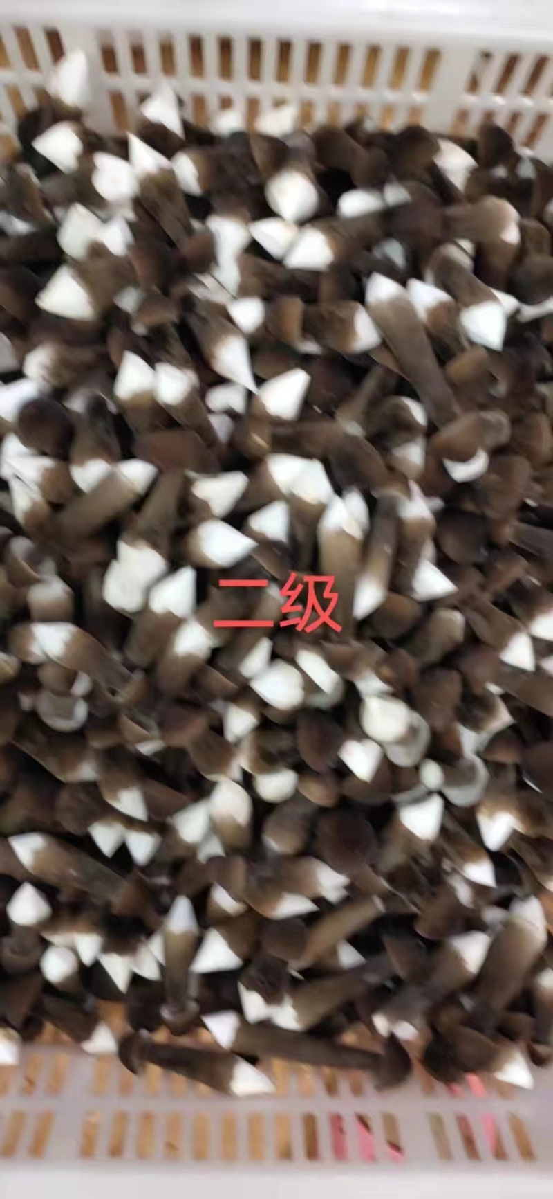 基地批发优质鲜货黑皮鸡枞菌子量大从优欢迎前来咨询采购