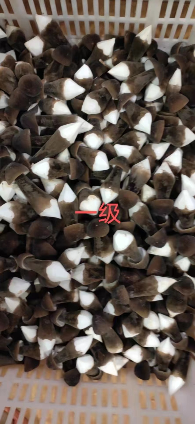 基地批发优质鲜货黑皮鸡枞菌子量大从优欢迎前来咨询采购