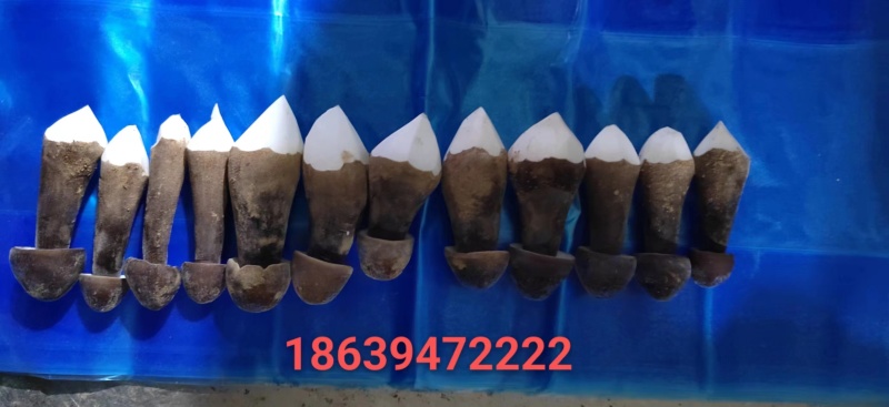 基地批发优质鲜货黑皮鸡枞菌子量大从优欢迎前来咨询采购