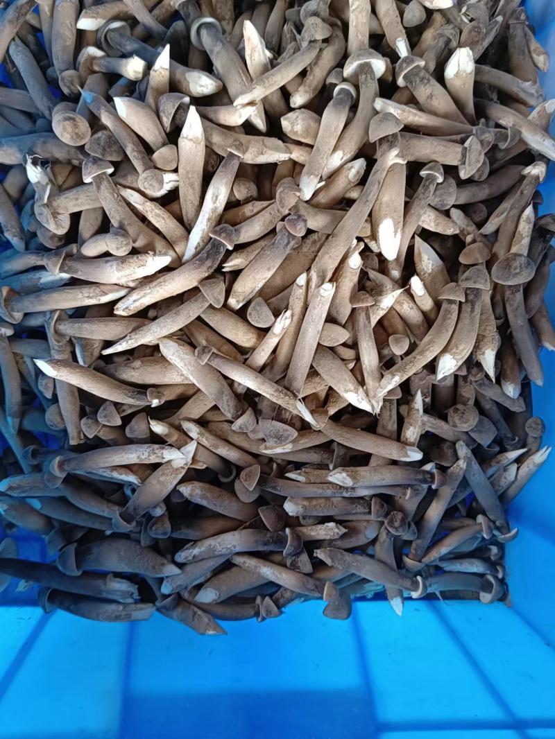 基地批发优质鲜货黑皮鸡枞菌子量大从优欢迎前来咨询采购