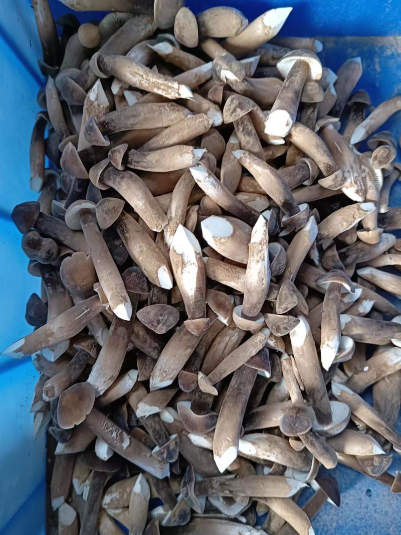 基地批发优质鲜货黑皮鸡枞菌子量大从优欢迎前来咨询采购